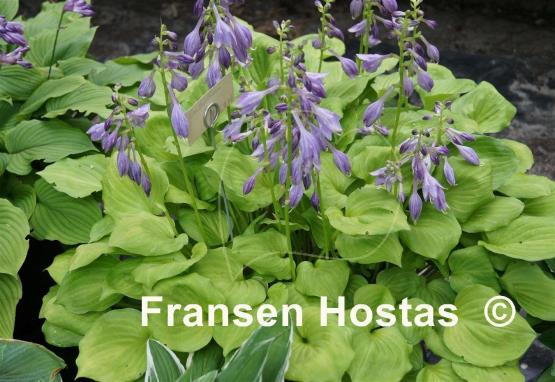 Hosta Amber Tiara